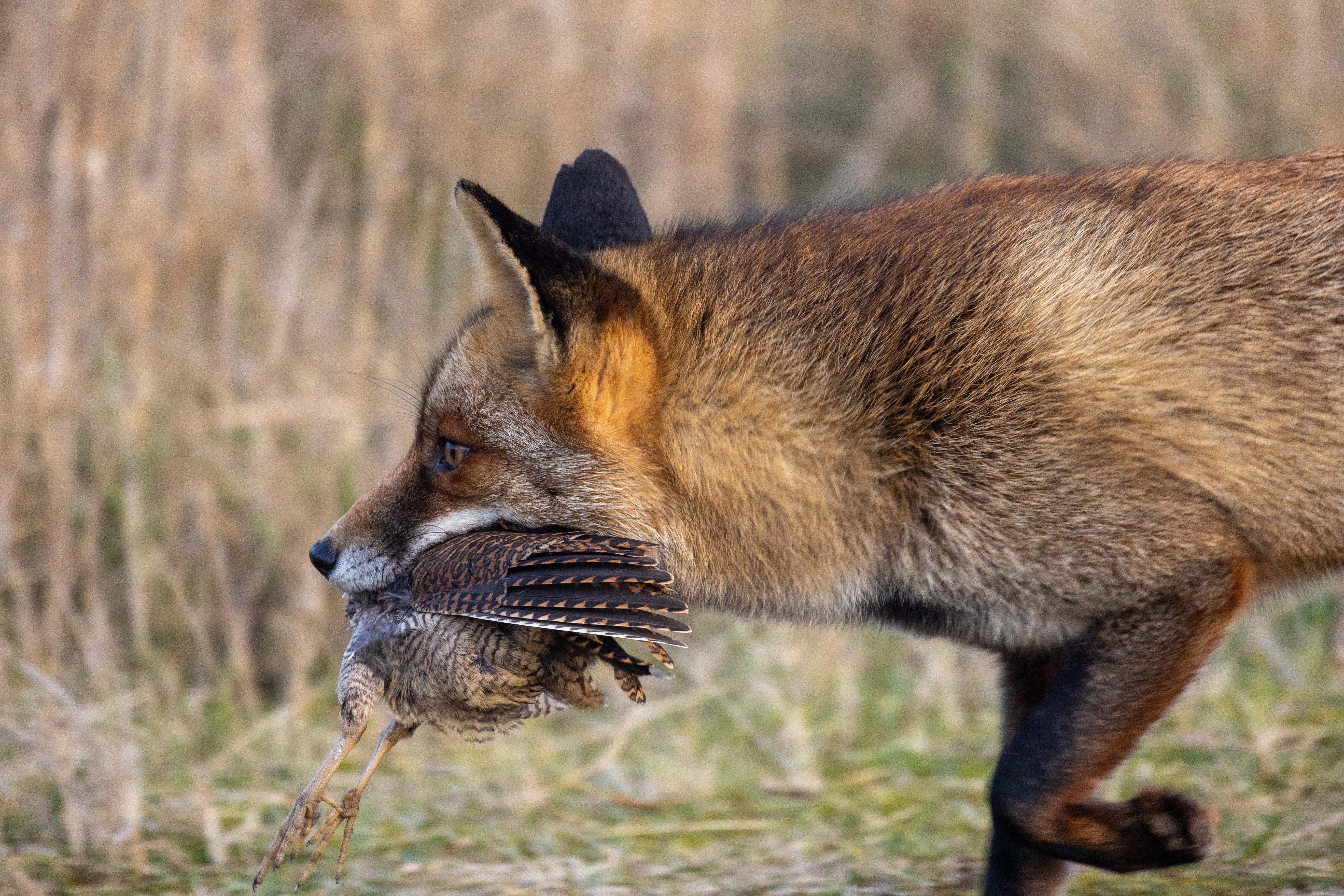 Beheer en schadebestrijding