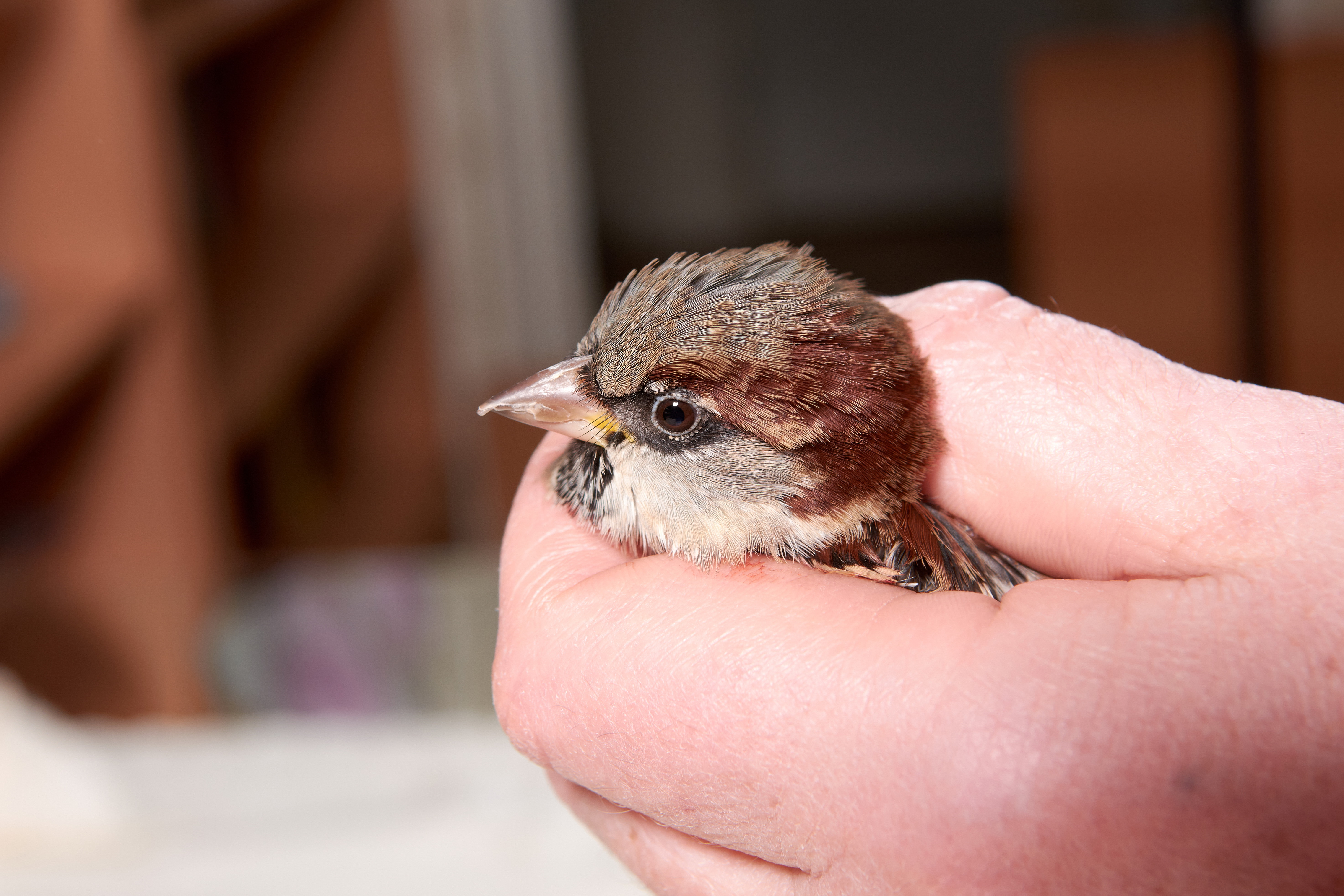 Soorteninventarisatie