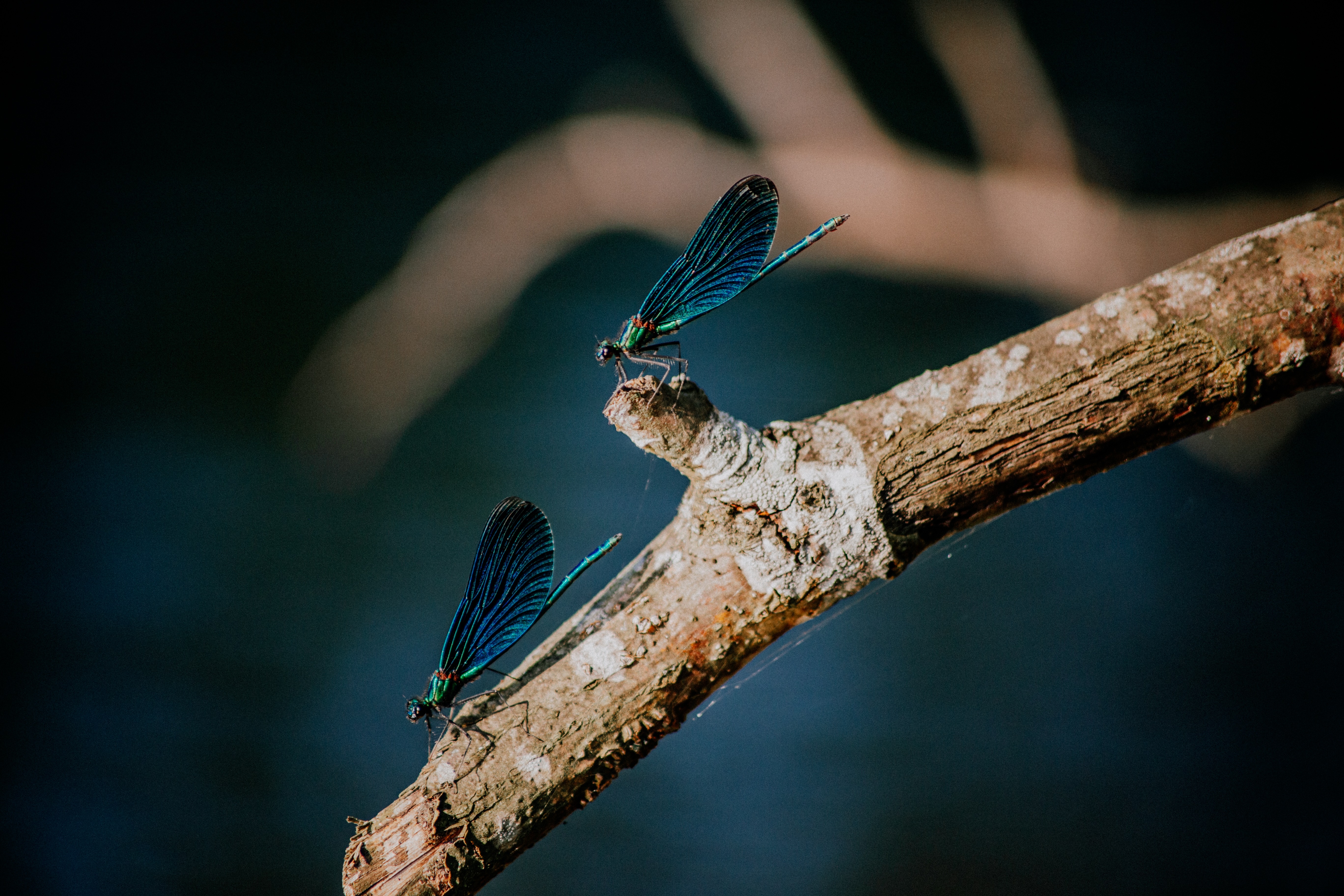 Libellenonderzoek (Kleurkeur)