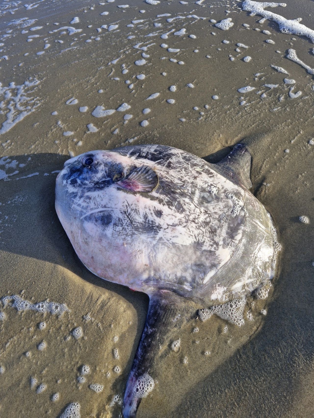 Aangespoelde maanvis in Den Helder