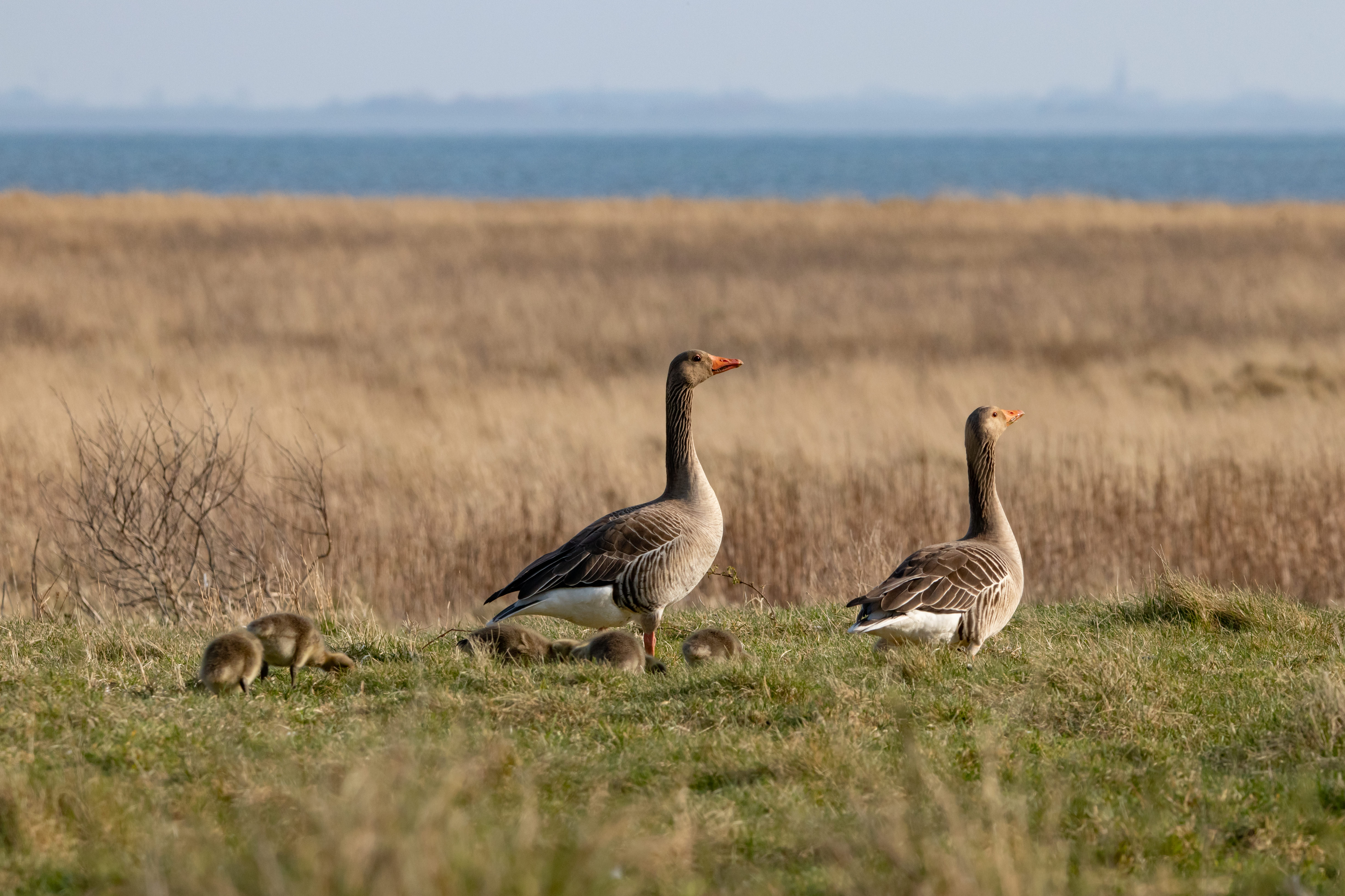 Ganzen in beheergebied